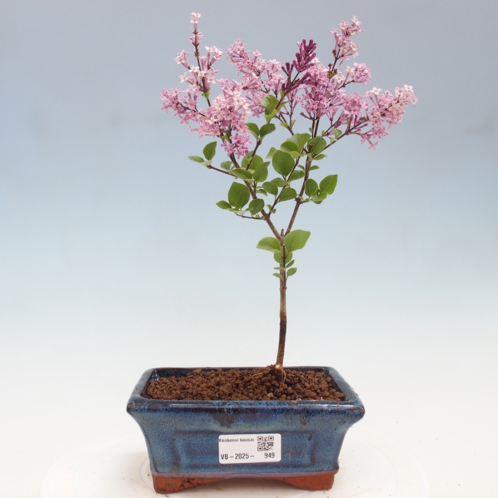 Outdoor bonsai - Syringa Meyeri Palibin - Meyer's Lilac