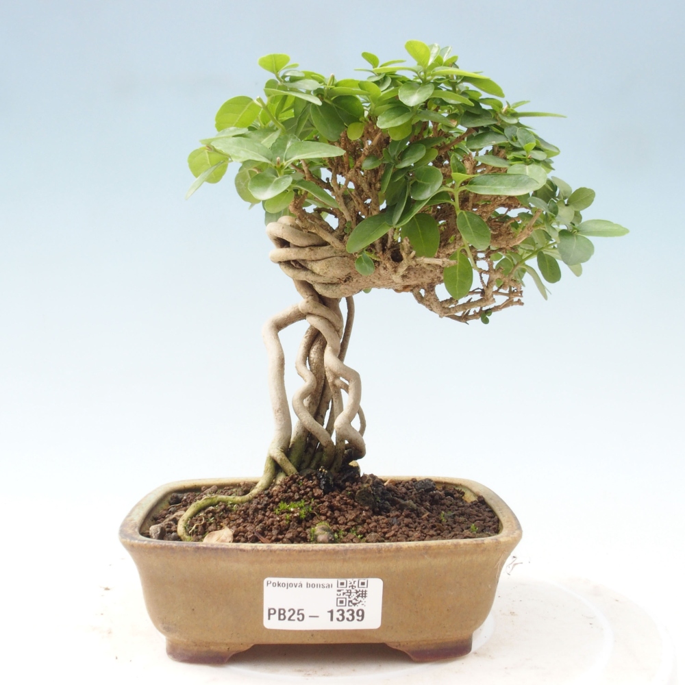 Indoor bonsai - Premna serratifolia - Kozlovon small-leaved