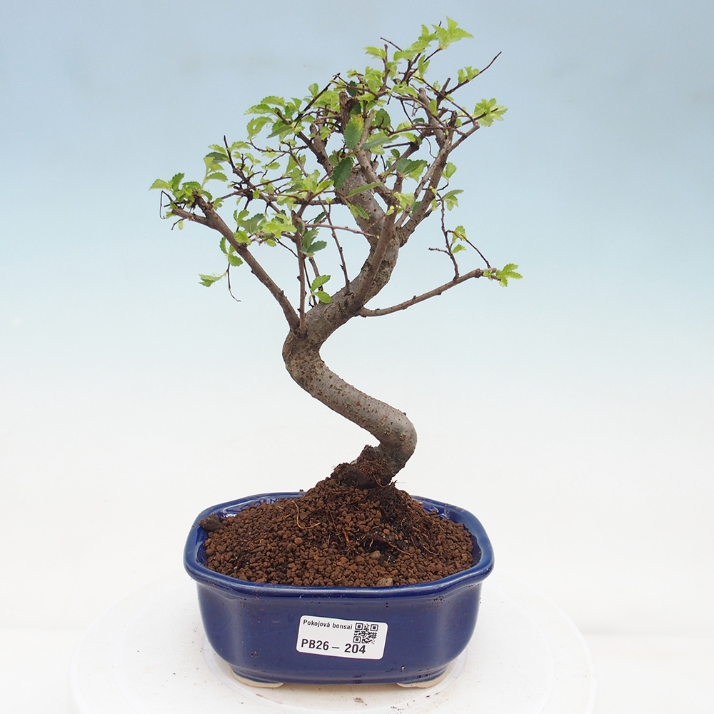 Room bonsai - Ulmus parvifolia - Small-leaved elm