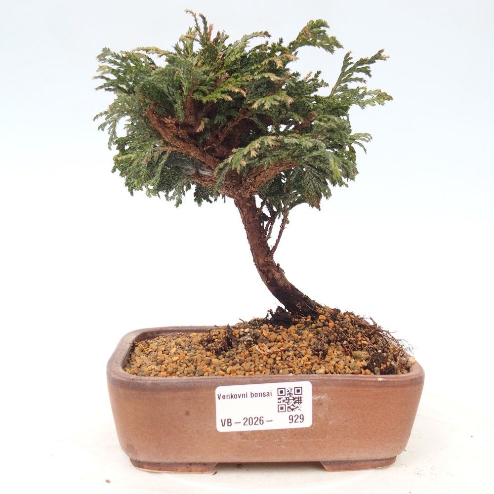 Outdoor bonsai - Cham.pis Parslori - Cypress