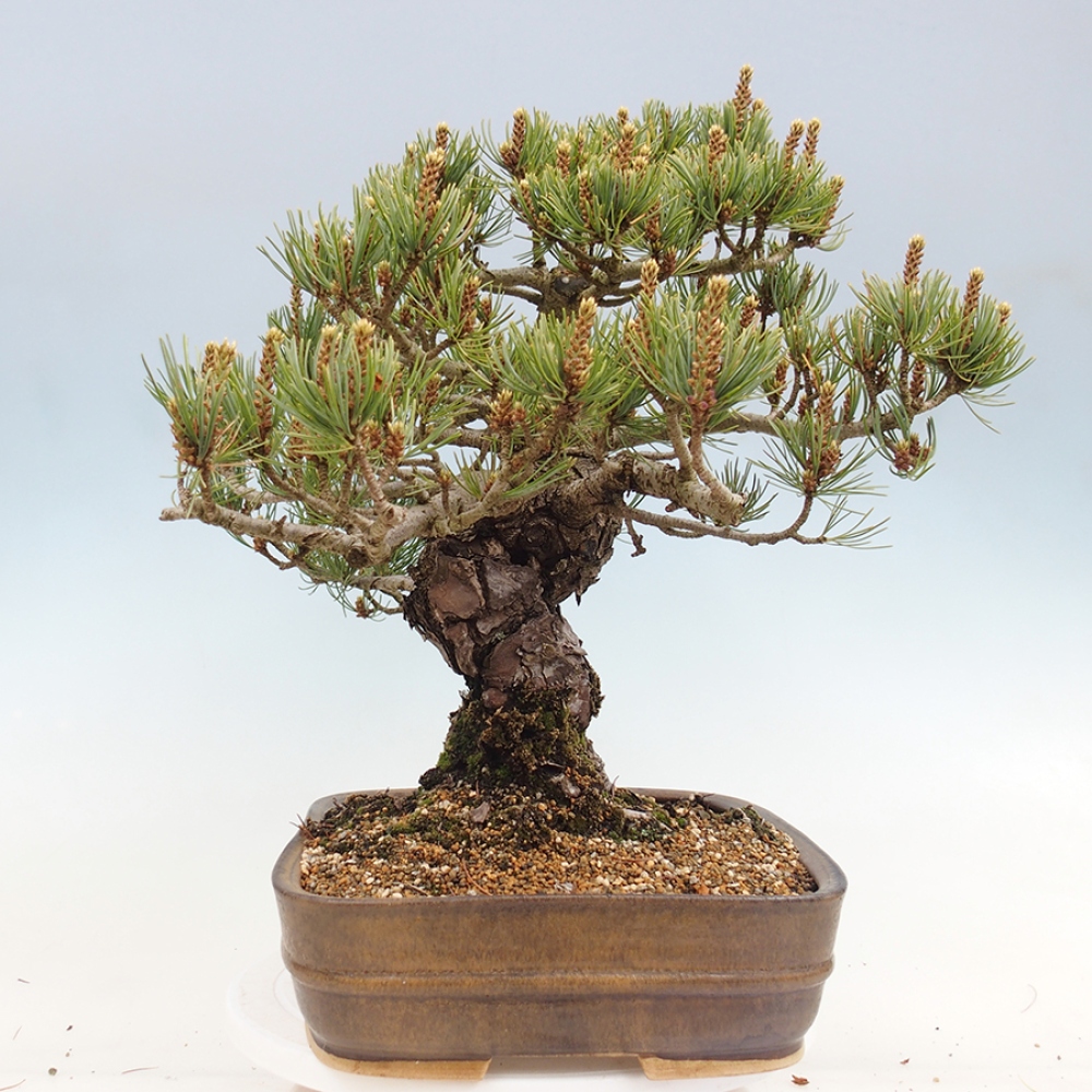 Outdoor bonsai - Pinus parviflora - Pinus parviflora