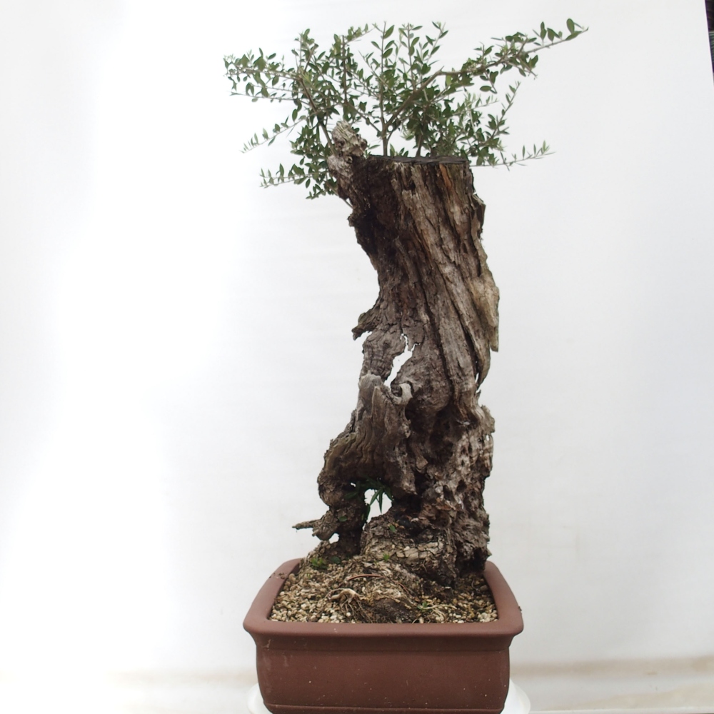 Indoor bonsai - Olea europaea sylvestris - European small-leaved olive oil