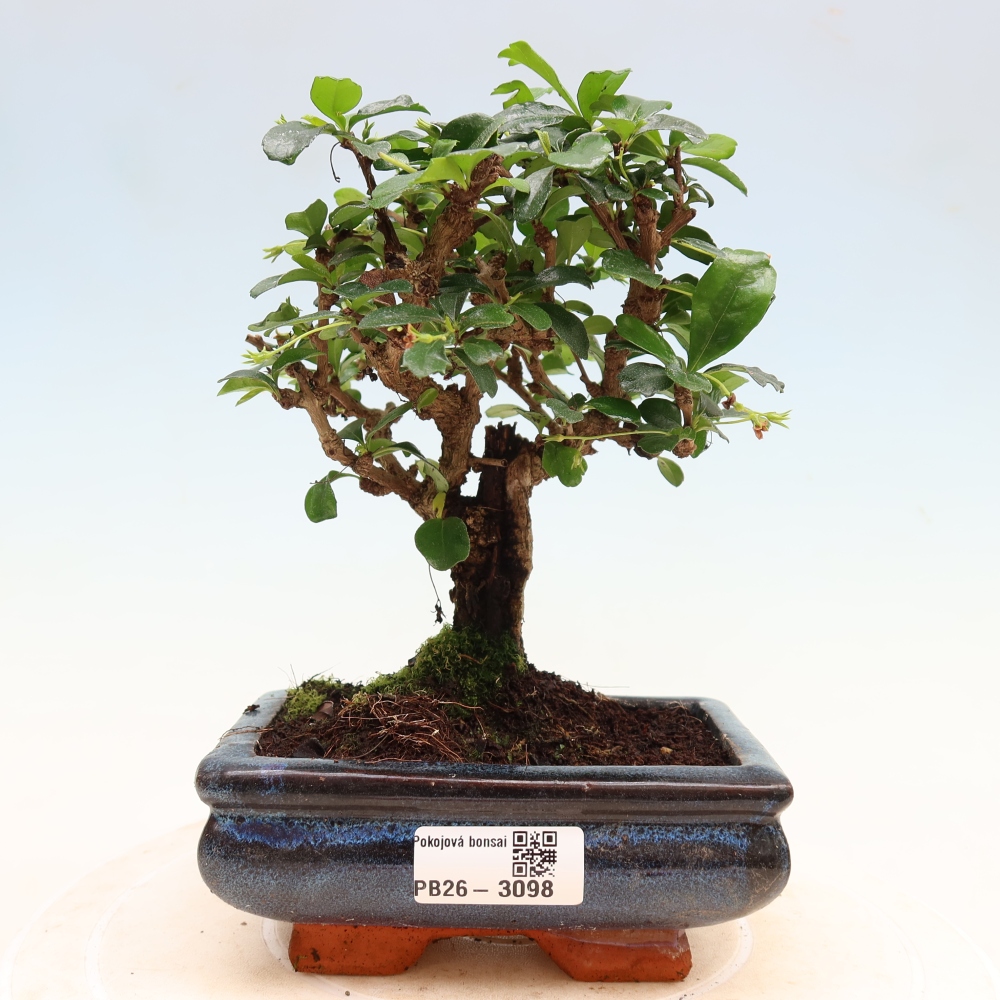 Room bonsai - Carmona macrophylla - Tea fuki