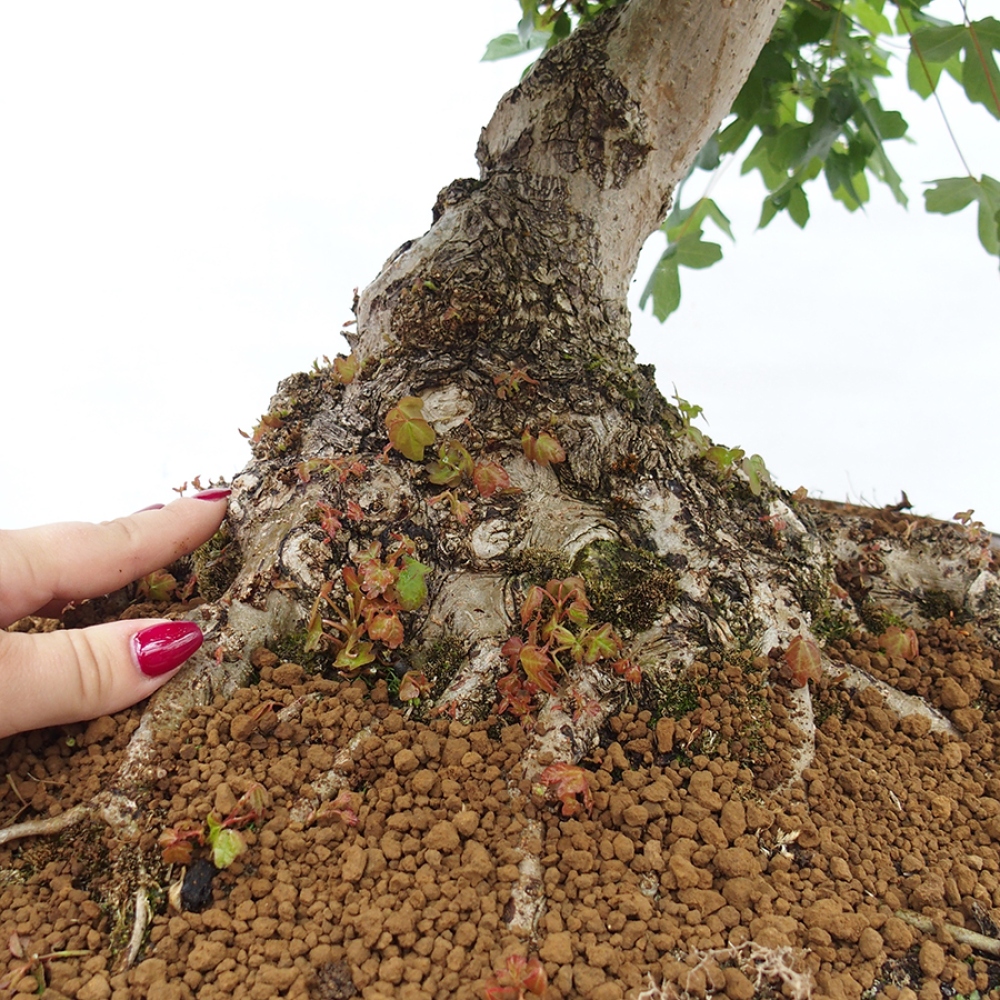 Outdoor bonsai - French Maple - Acer Nonspessulanum