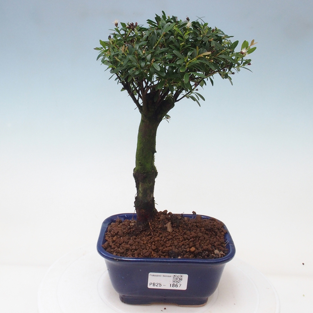 Room bonsai - Syzygium - Pimentovník