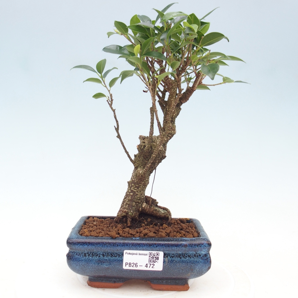 Room bonsai - Ficus retusa - small-leaved ficus
