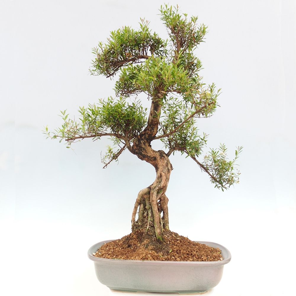 Indoor bonsai - Syzygium - Pimento - PERSONAL COLLECTION ONLY or pallet transport