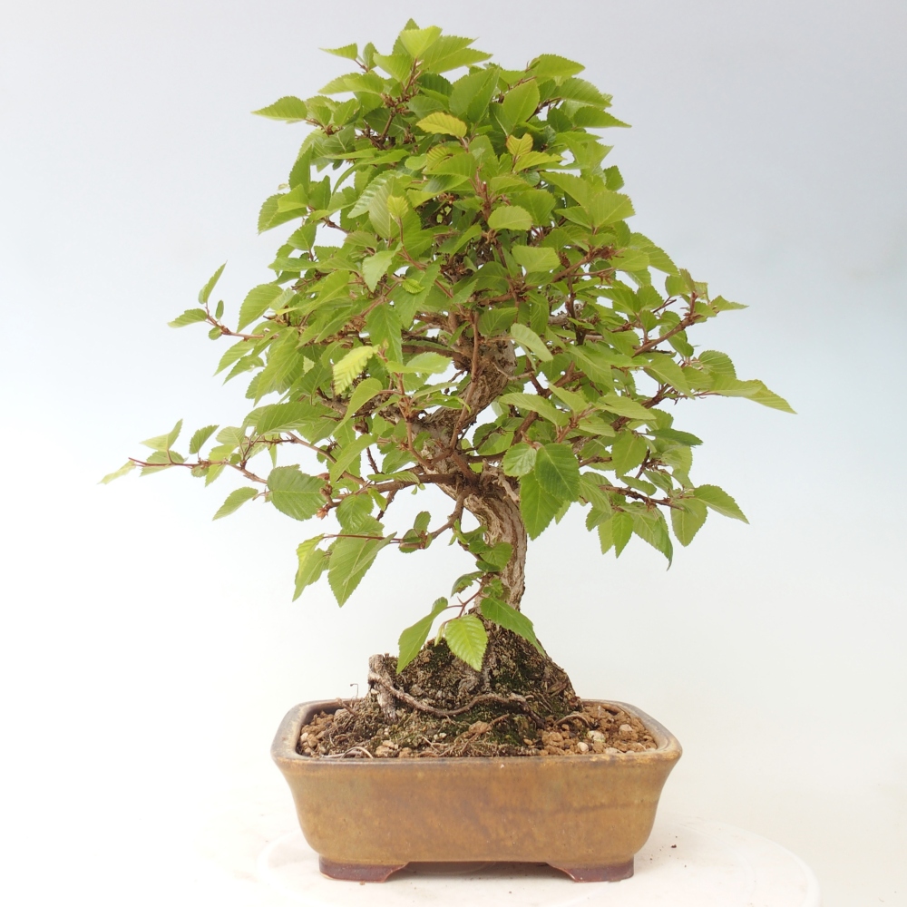 Outdoor bonsai -Carpinus CARPINOIDES - Korean Hornbeam