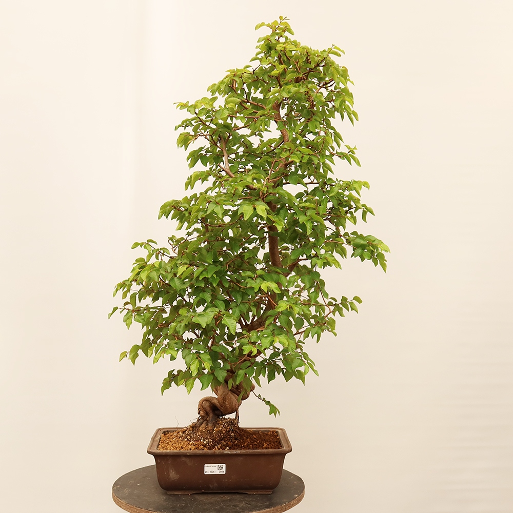 Outdoor bonsai - Carpinus Coreana - Korean hornbeam