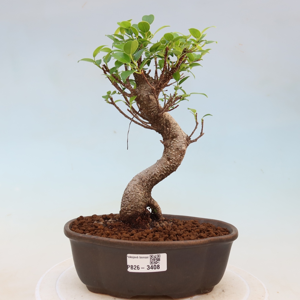 Room bonsai - Ficus kimmen - small-leaved ficus
