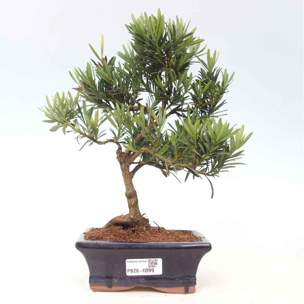 Room bonsai - Podocarpus - Stone Yew