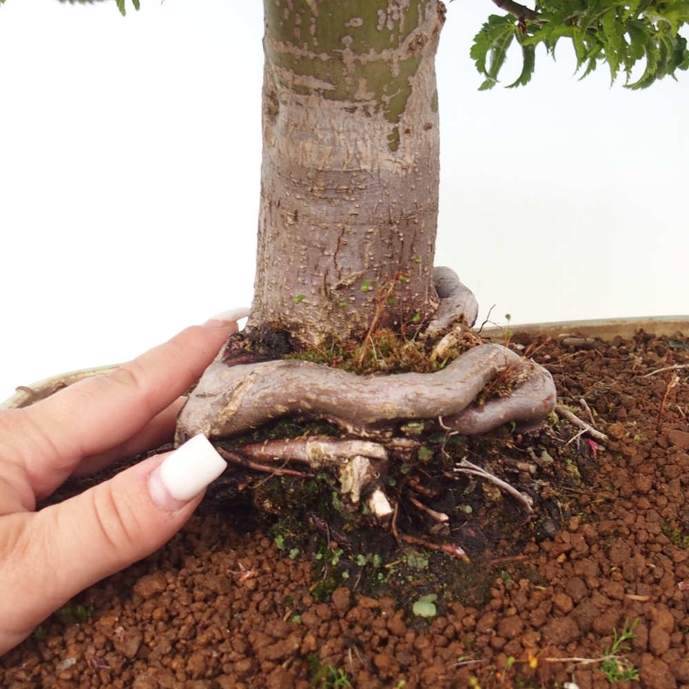 Outdoor bonsai -Javor palm Acer palmatum Shishigashira