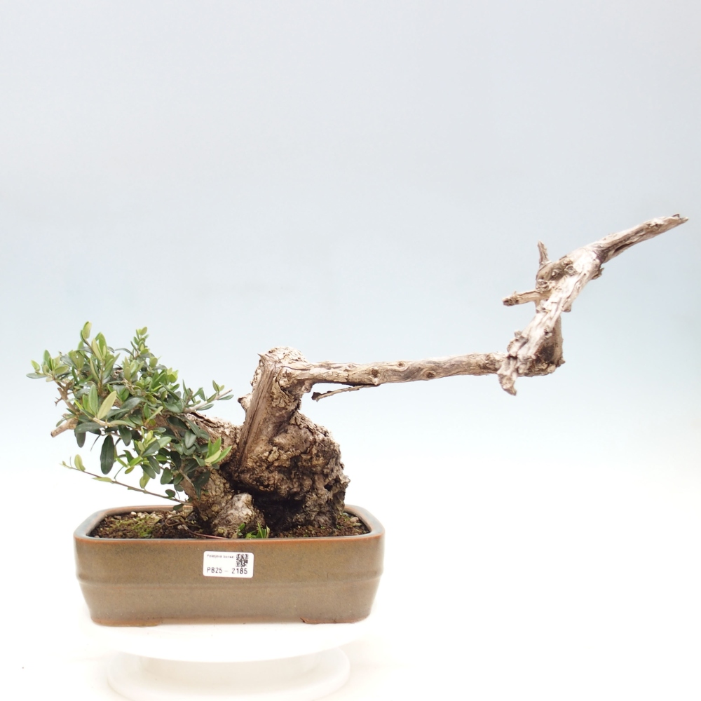 Indoor bonsai - Olea europaea sylvestris - European small-leaved olive oil