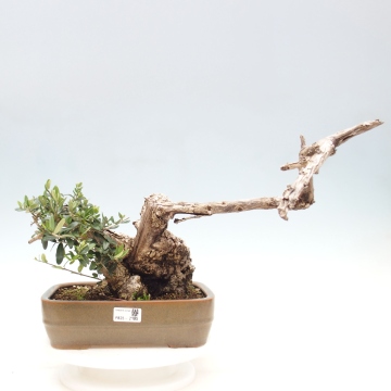 Olea europea sylvestris - e-bonsai.com
