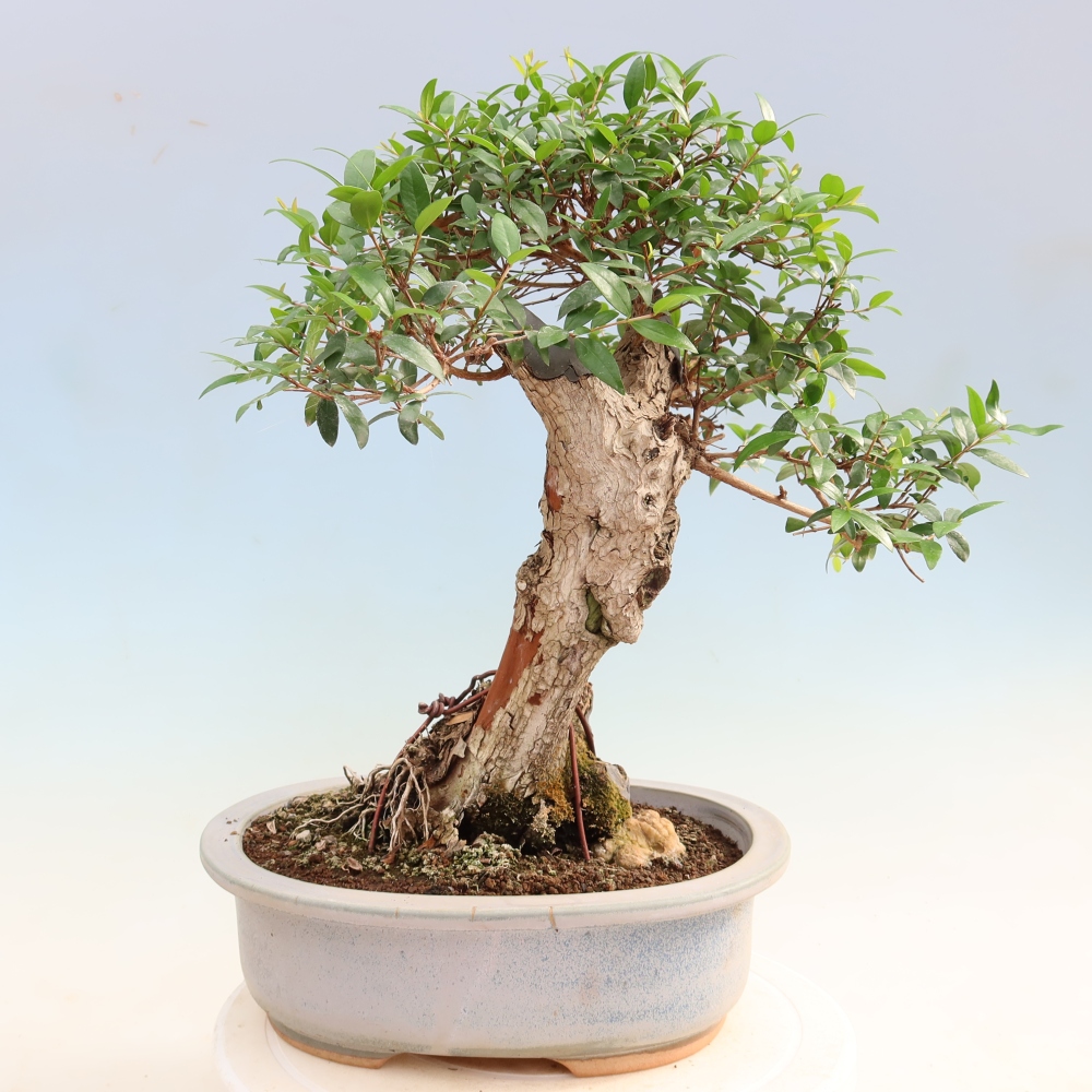 Indoor Bonsai - Myrtus communis - Common Myrtle
