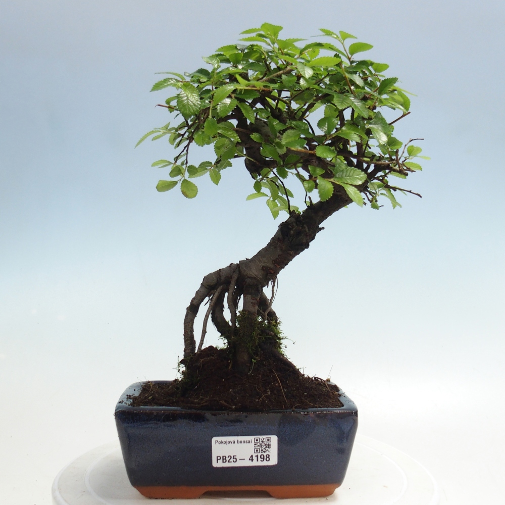 Room bonsai - Ulmus parvifolia - Small-leaved elm