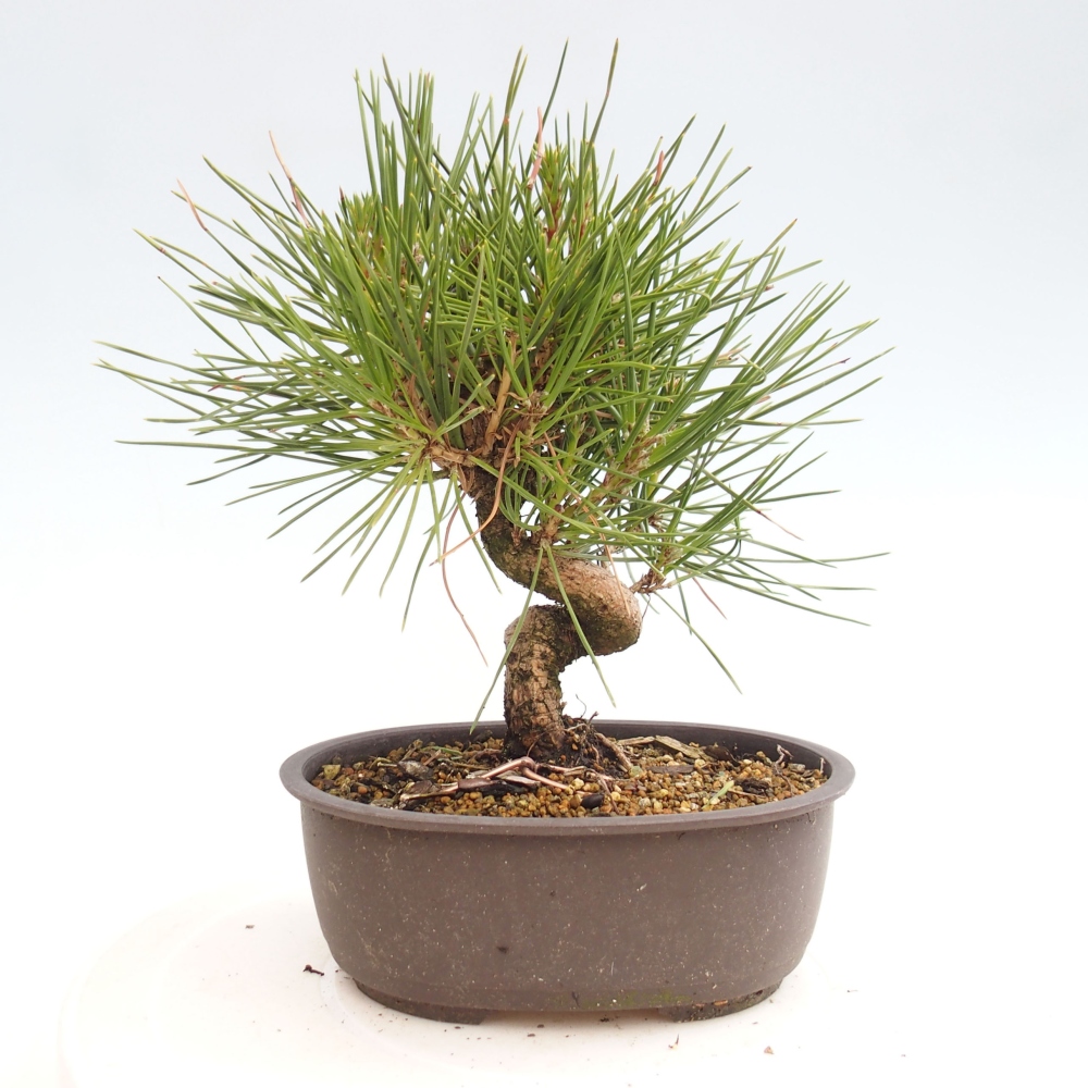 Outdoor bonsai - Pinus thunbergii - Thunbergia pine