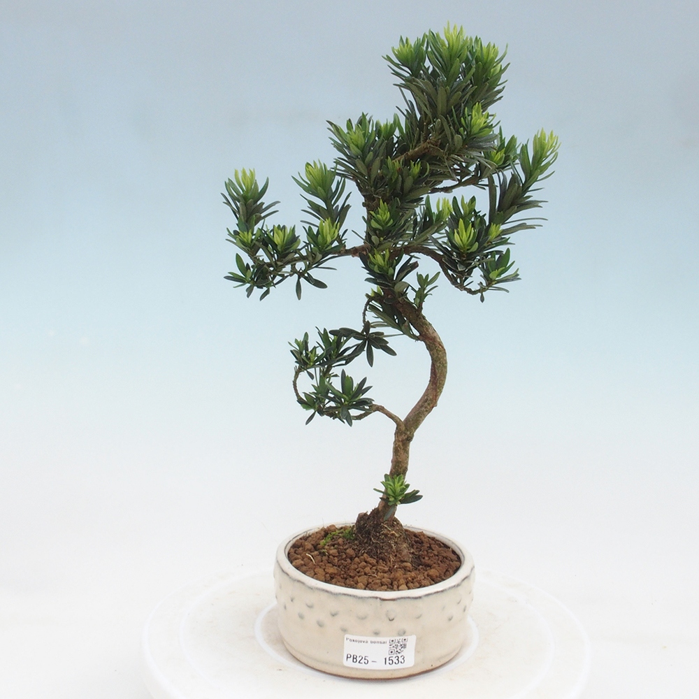 Indoor bonsai - Podocarpus - Stone thous