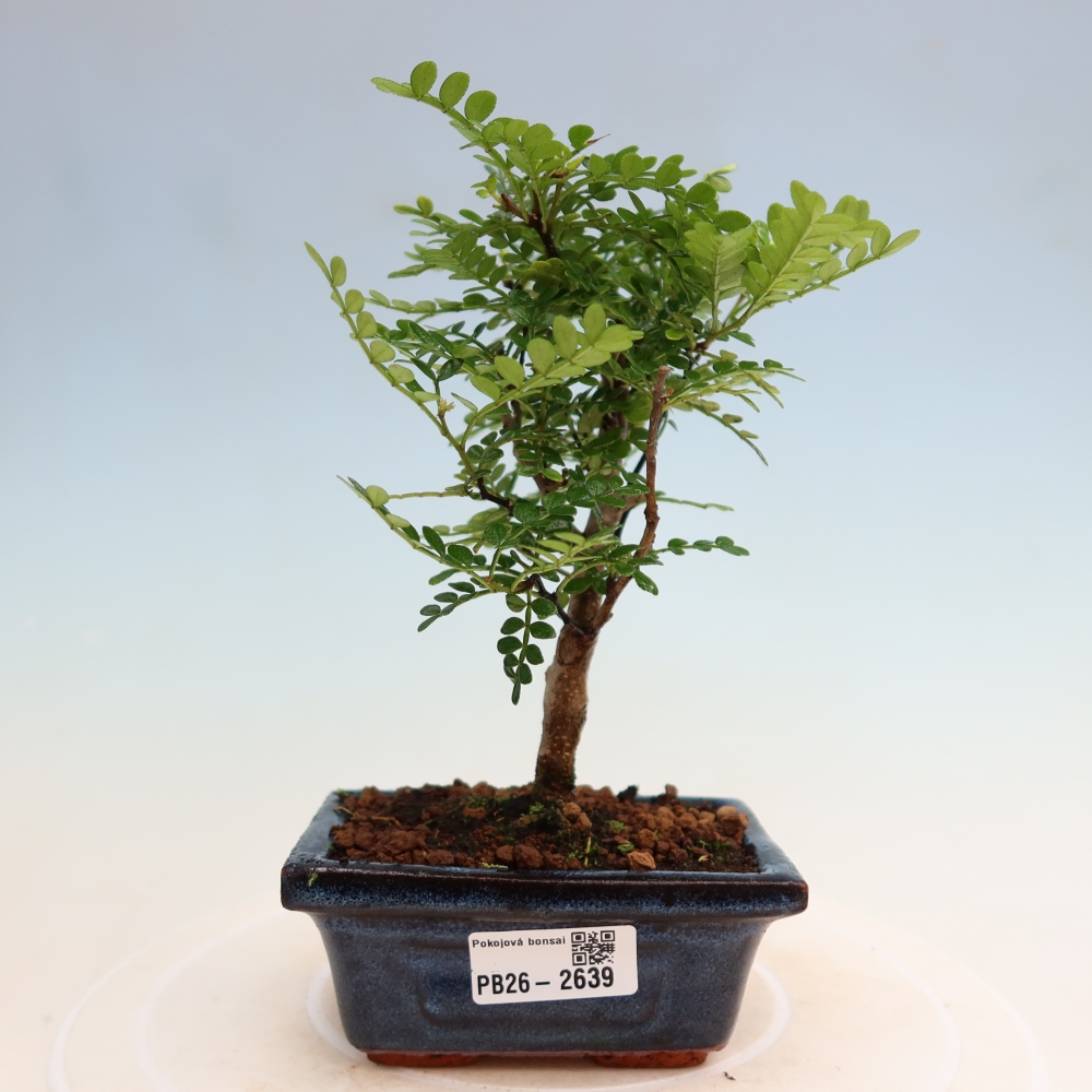 Room bonsai - Zantoxylum piperitum - pepper tree