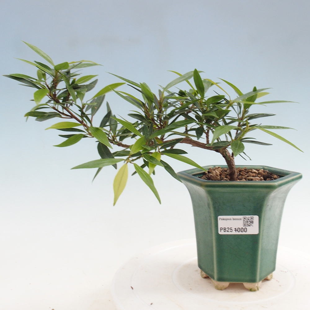 Indoor bonsai - Ficus nerifolia - small-leaved ficus