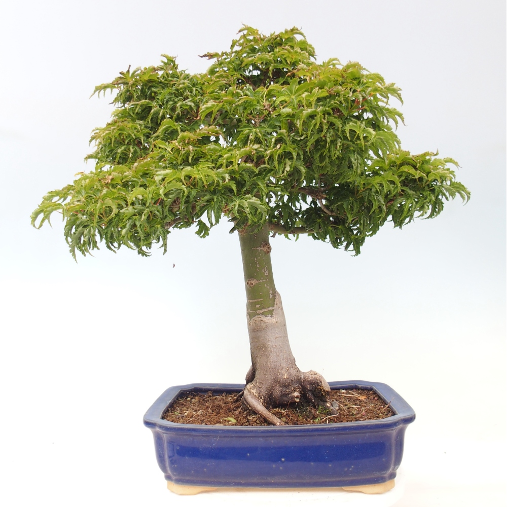 Outdoor bonsai -Javor palm Acer palmatum Shishigashira