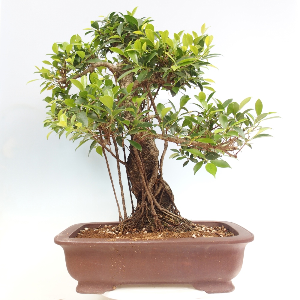 Room bonsai - Ficus kimmen - small-leaved ficus - PERSONAL COLLECTION ONLY or pallet transport