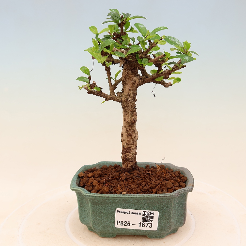 Room bonsai - Carmona macrophylla - Tea fuki
