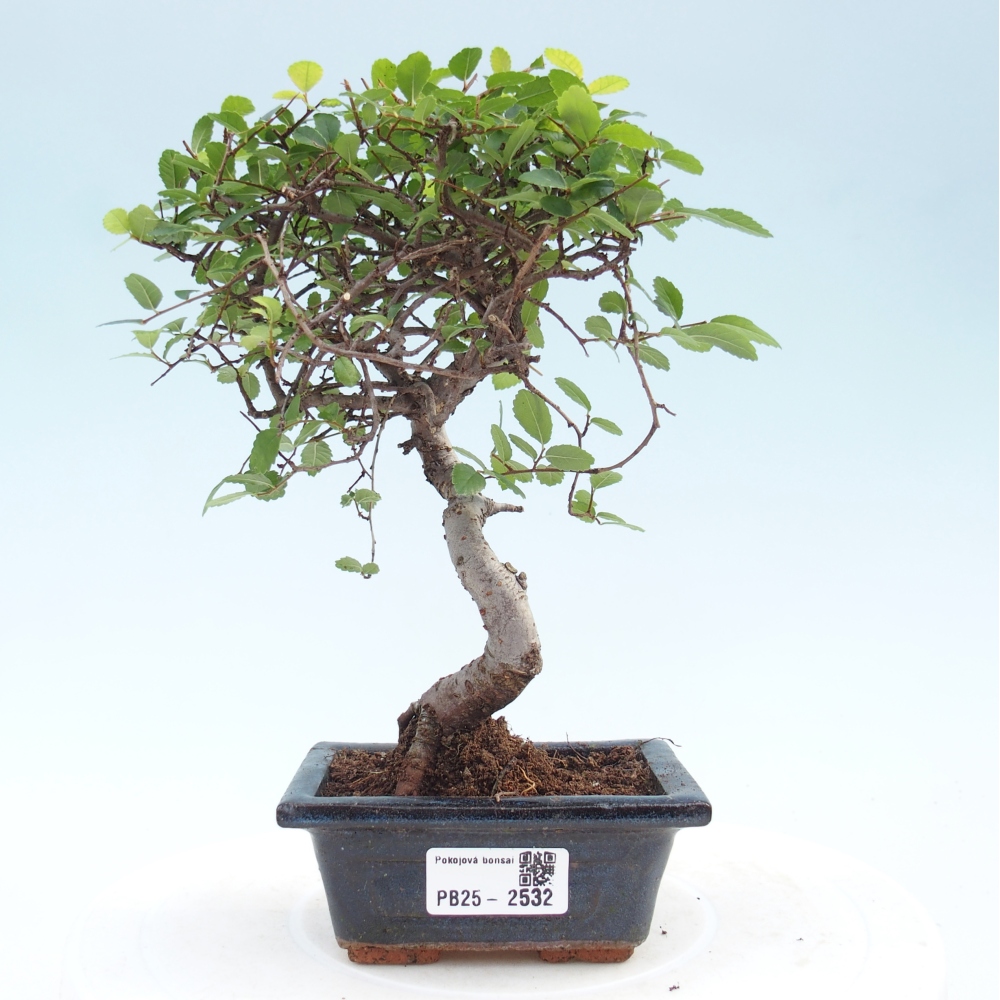 Indoor bonsai - Ulmus parvifolia - Small leaf elm