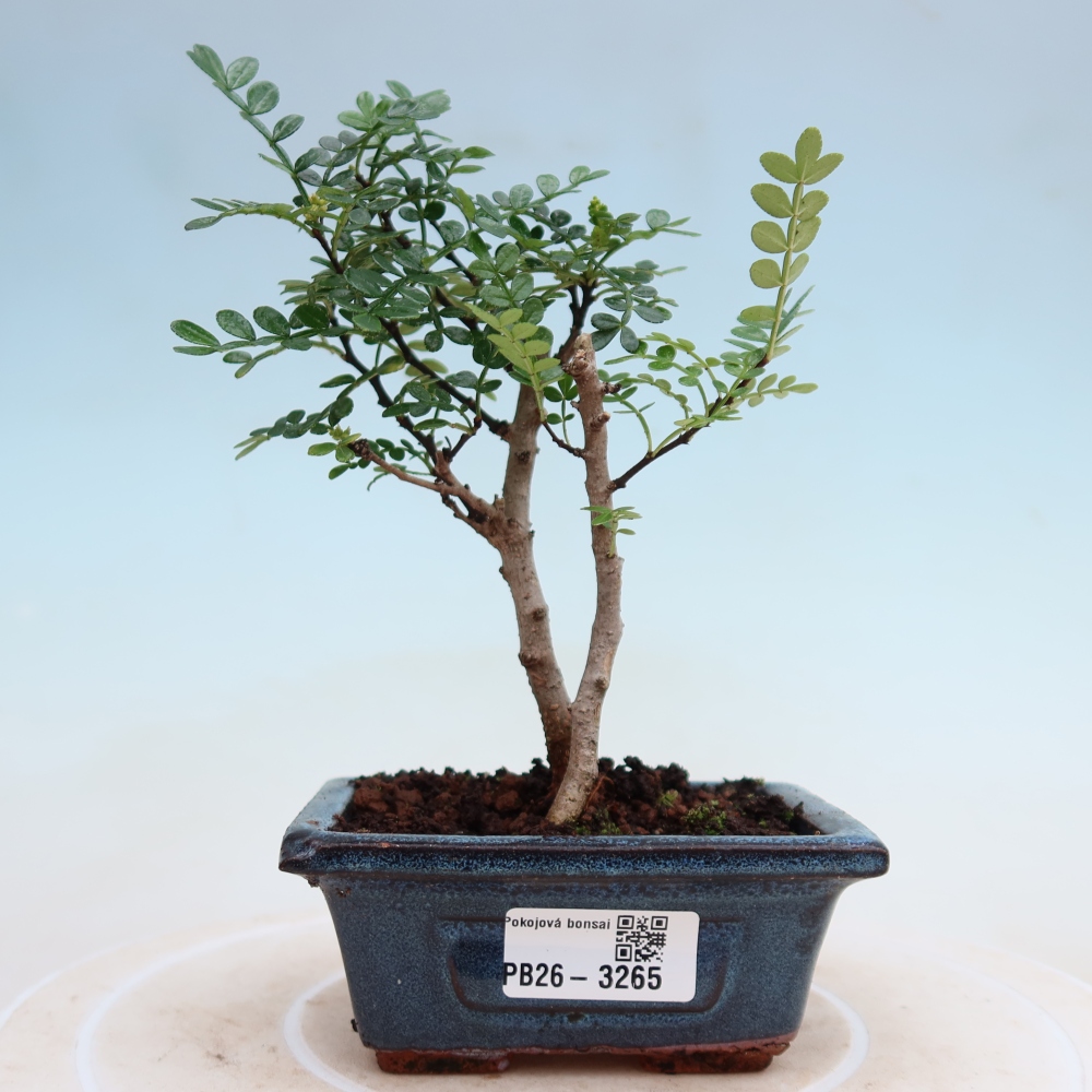 Room bonsai - Zantoxylum piperitum - pepper tree