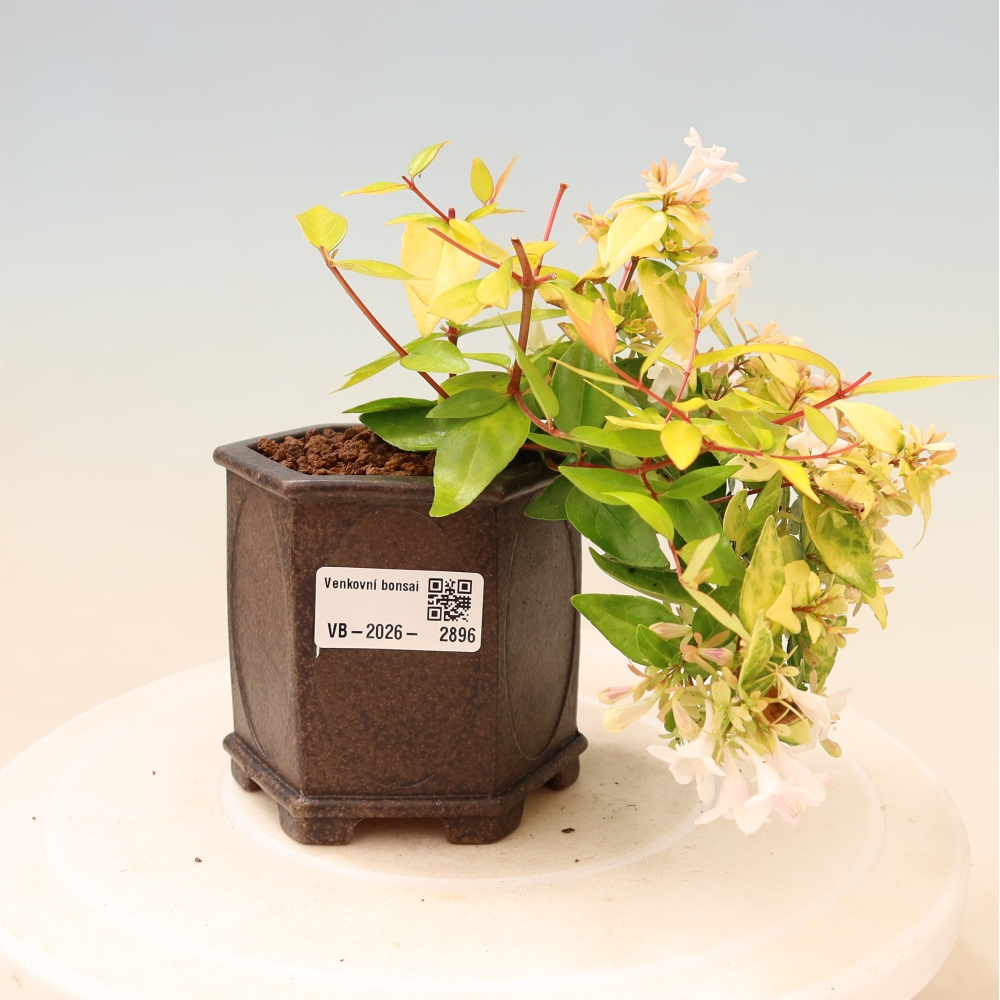 Outdoor Bonsai - Abelia 'Kleidoscope' - Large-flowered Abelia