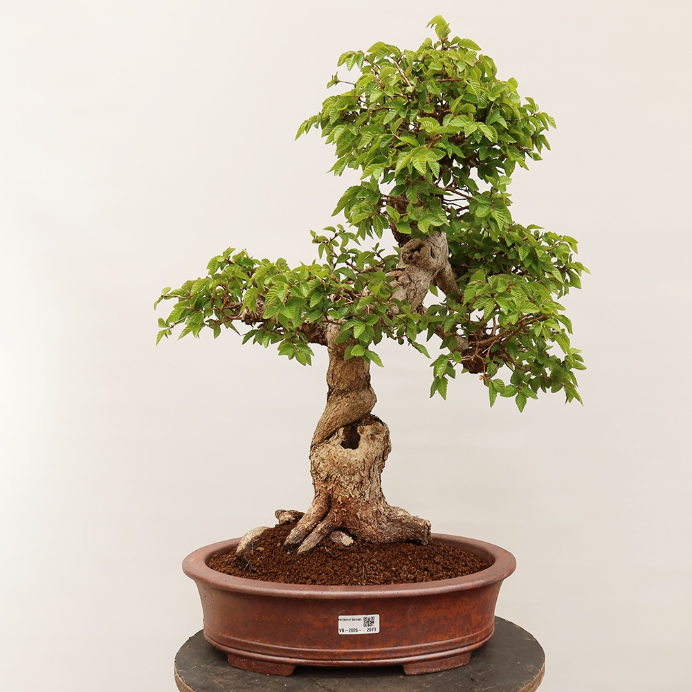 Outdoor bonsai - Carpinus Coreana - Korean hornbeam