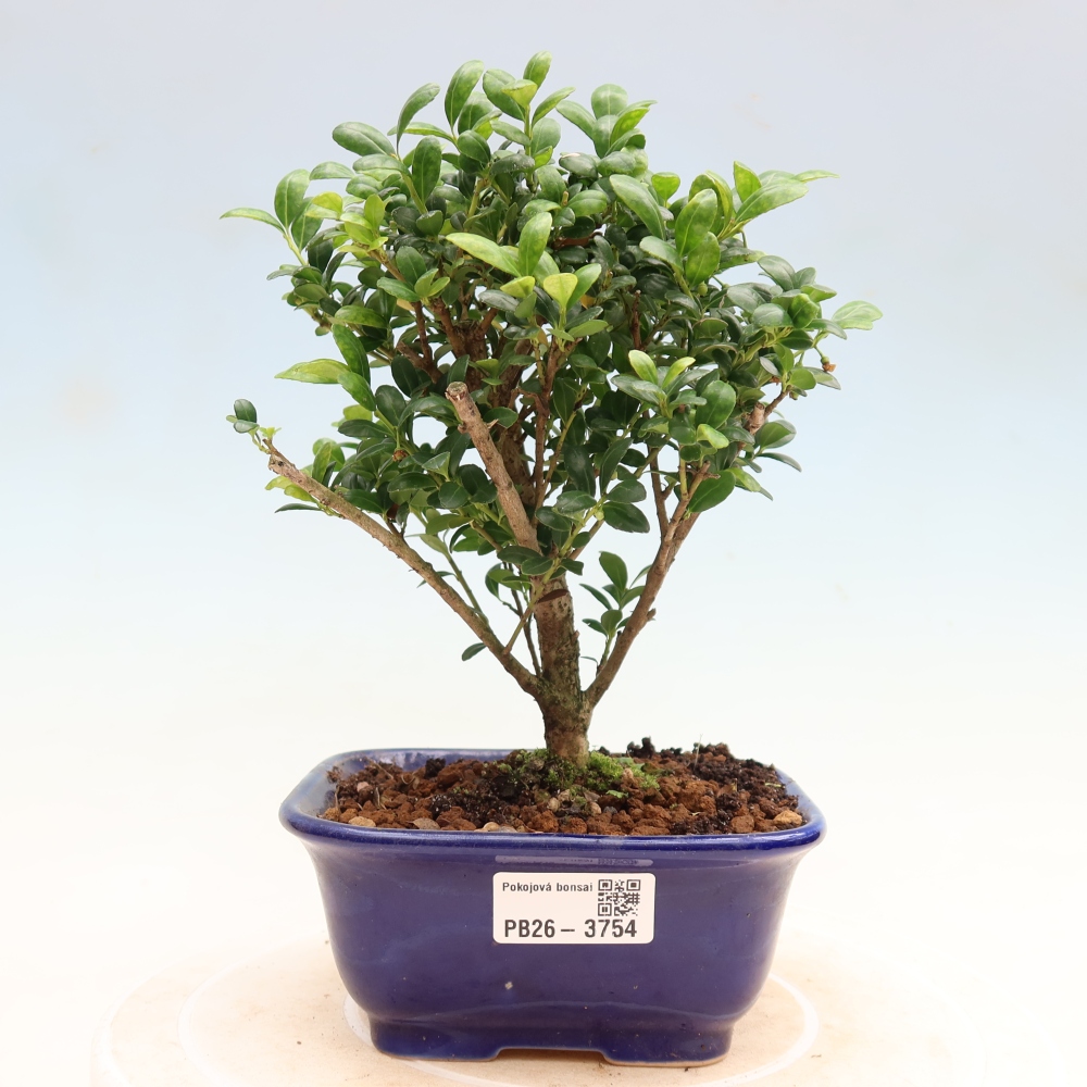 Room bonsai - Ilex crenata - Holly