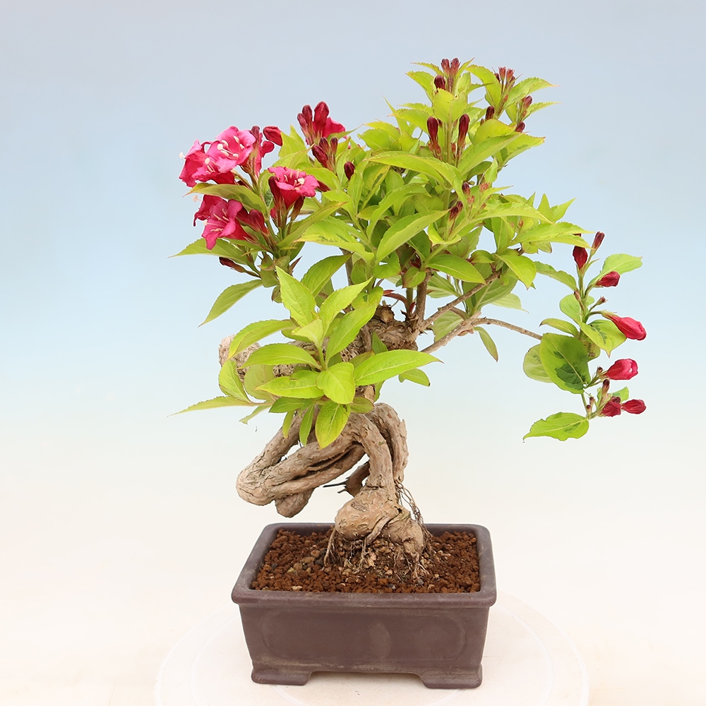 Outdoor Bonsai - Weigela subsessilis - Korean Weigela
