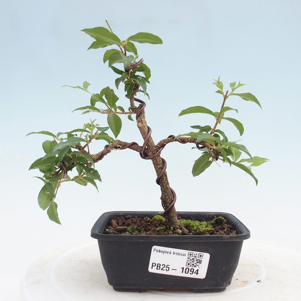 Room bonsai - Malpighia coccigera- Barbdorian cherry