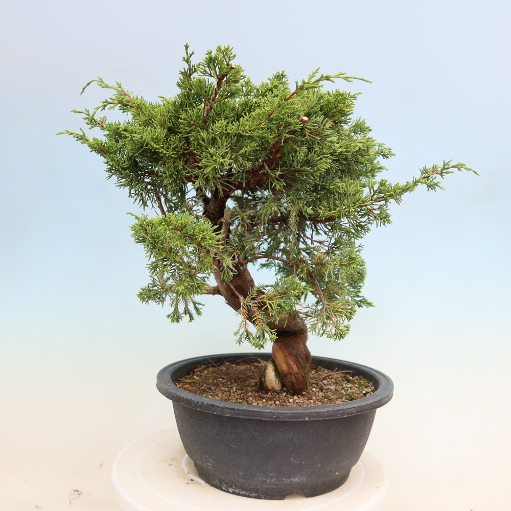 Outdoor Bonsai - Juniperus chinensis Itoigawa - Chinese Juniper