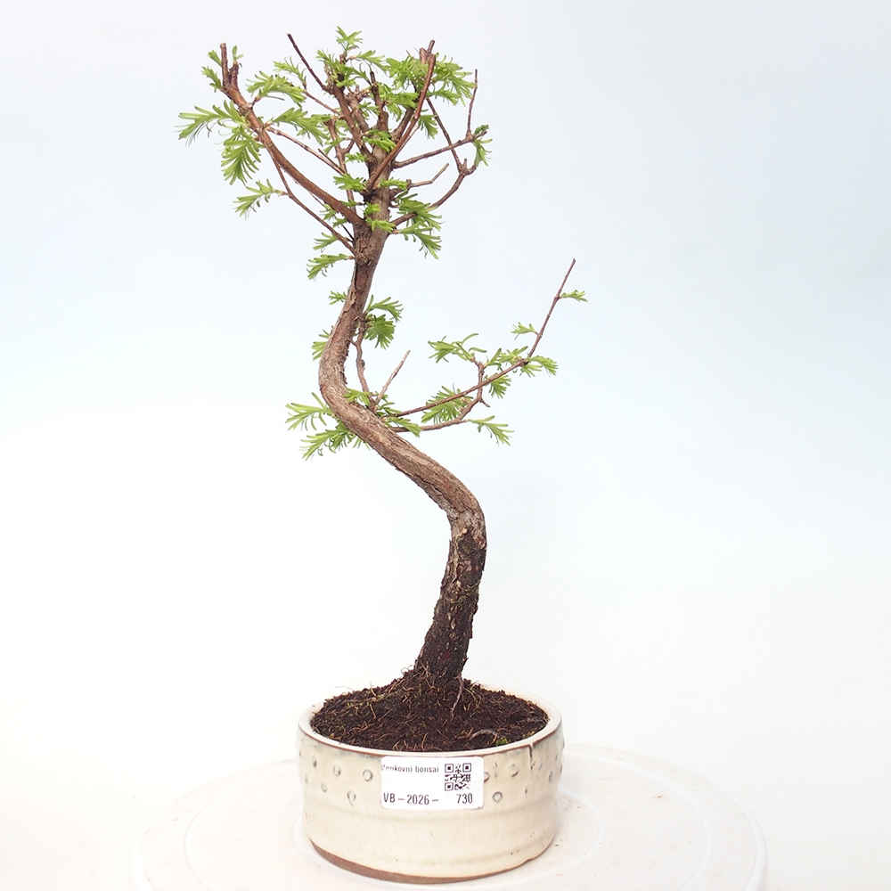 Outdoor bonsai - Metasequoia glyptostroboides - Chinese Metasequoia