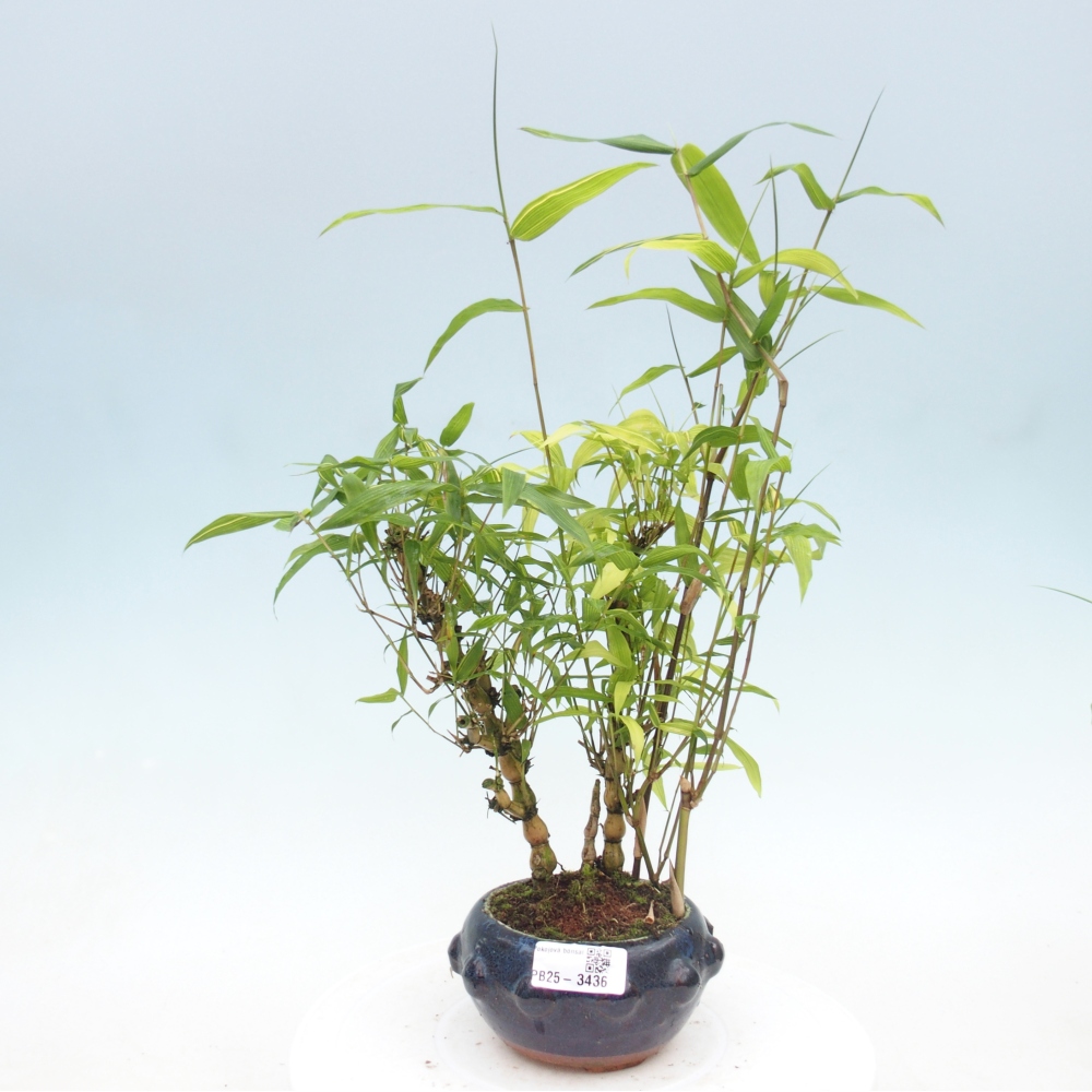 Room bonsai - Bamboo budha-Bamboo budha belly