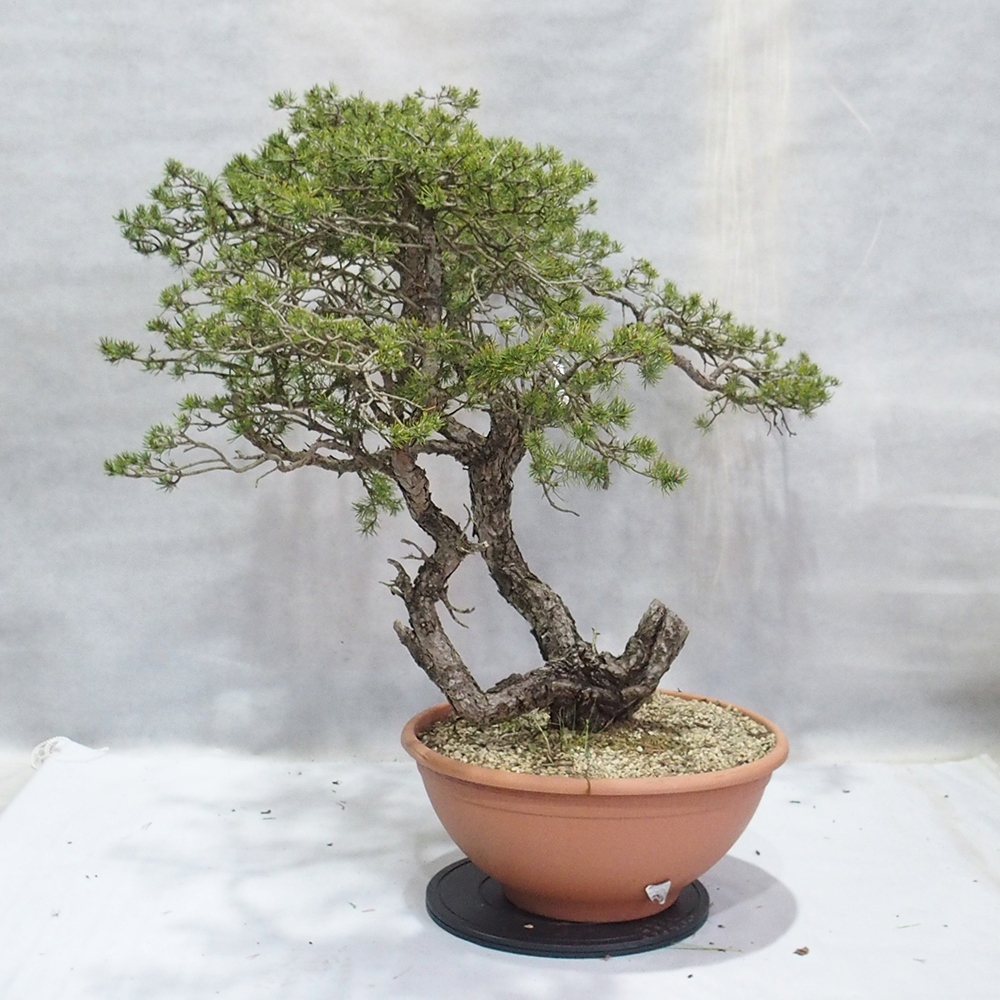 Yamadori - Pinus sylvestris 