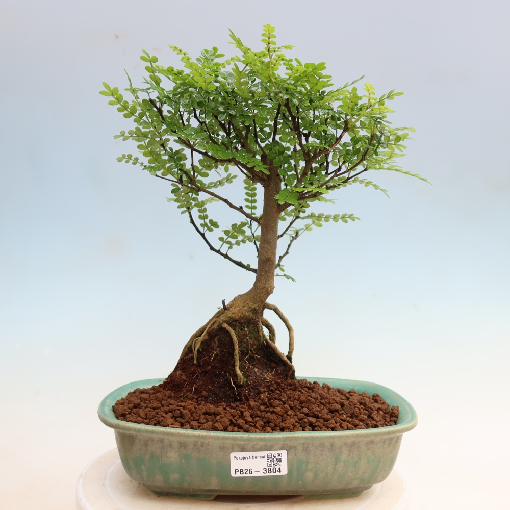 Room bonsai - Zantoxylum piperitum - pepper tree