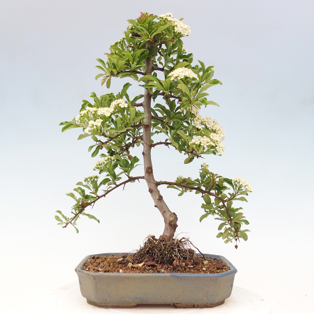 Outdoor Bonsai-Pyracanta Teton -Bakery