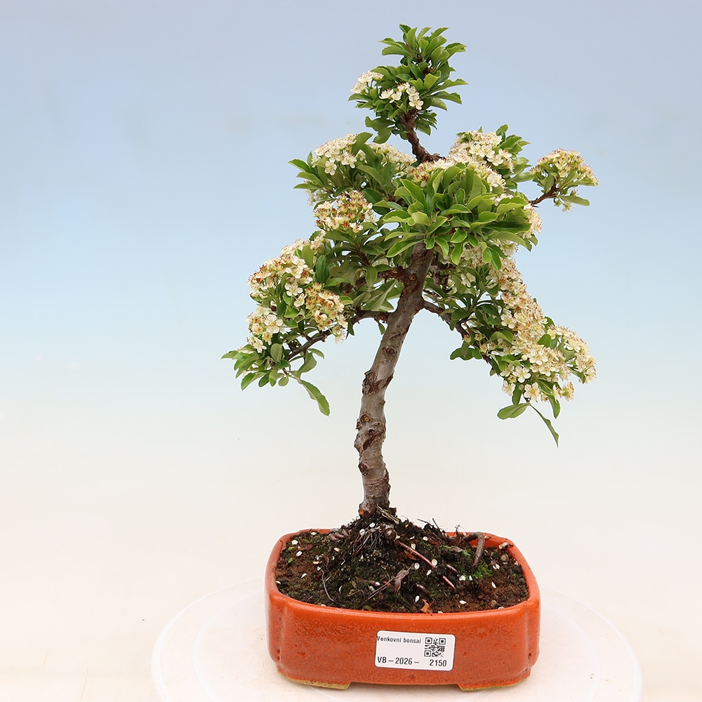 Outdoor Bonsai - Pyracantha teton - Scarlet Firethorn