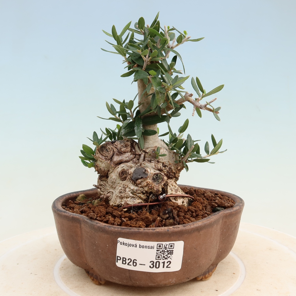 Indoor bonsai - Olea europaea sylvestris