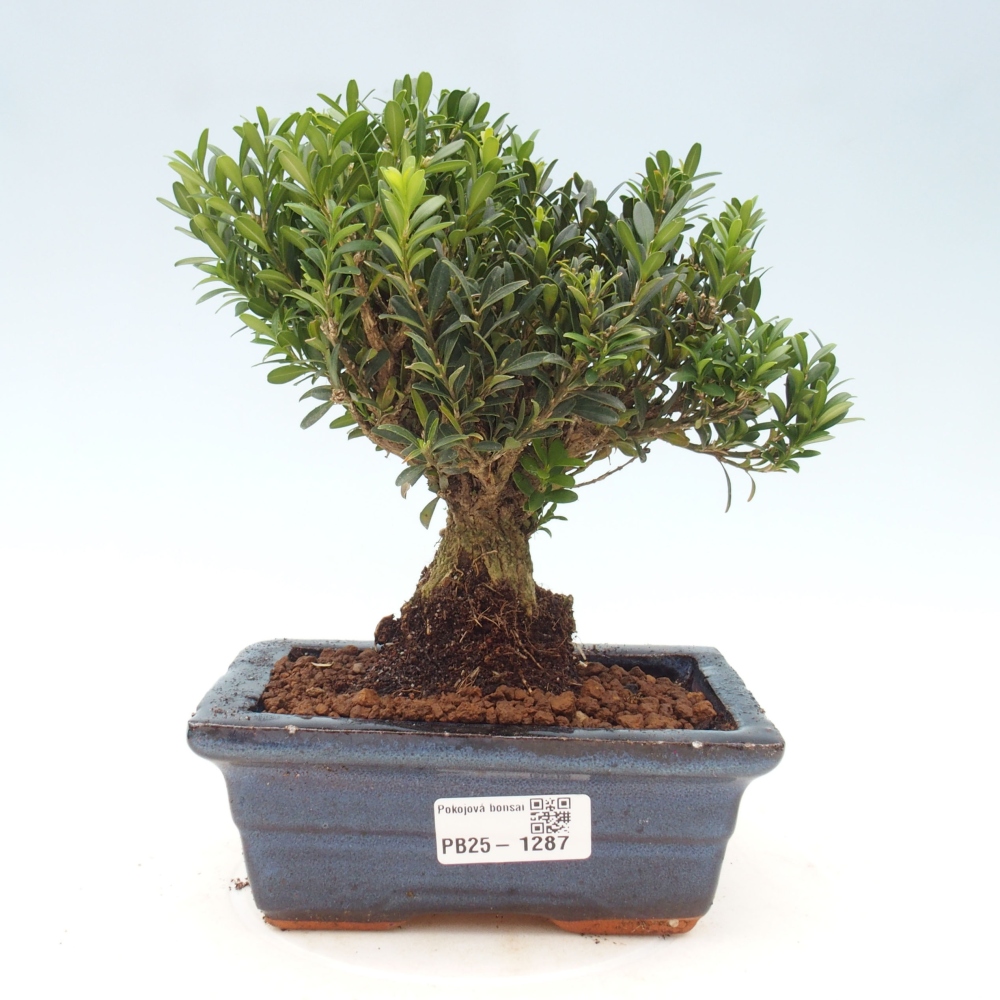 Room bonsai - Buxus harlandii - cork buxus