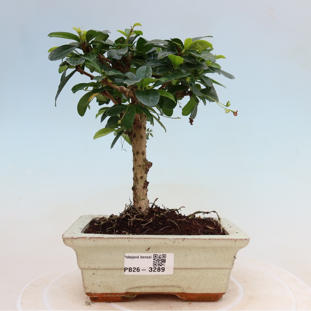 Room bonsai - Carmona macrophylla - Tea fuki