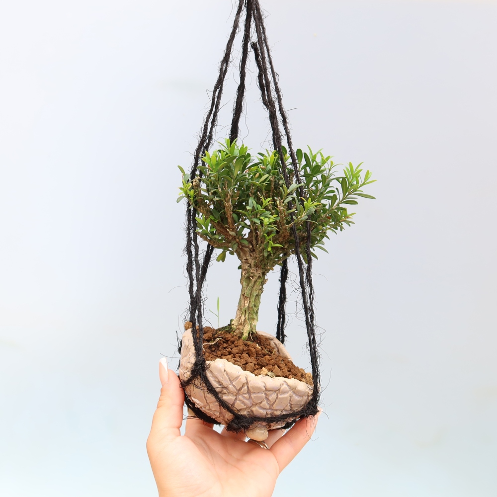 Kokedama in a Ceramic Pot - Buxus harlandii - Cork Boxwood