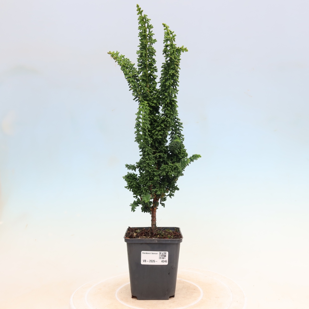 Outdoor bonsai - Cham. obtusa SEKKA HINOKI - Cypress
