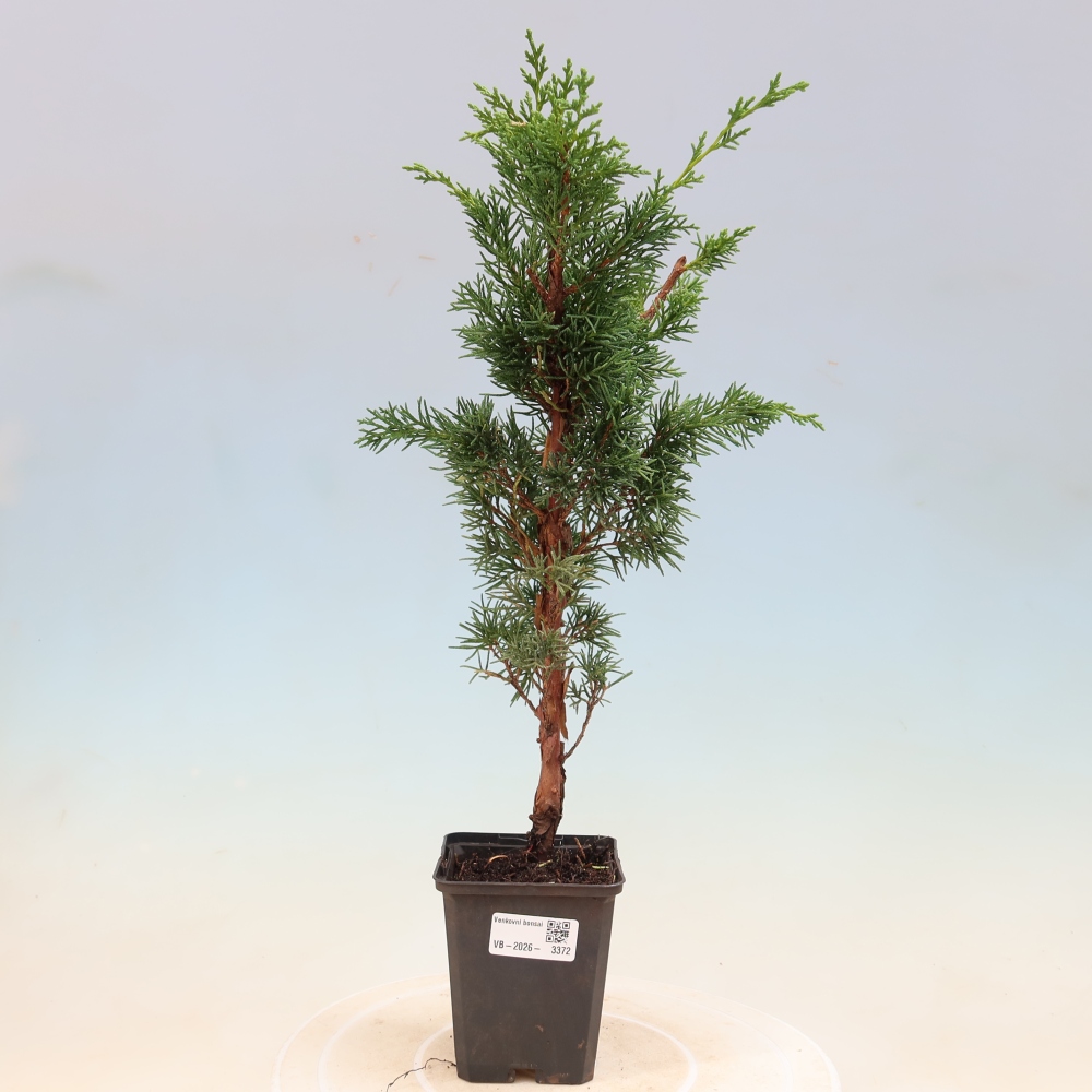Outdoor bonsai - Juniperus chinensis Kishu