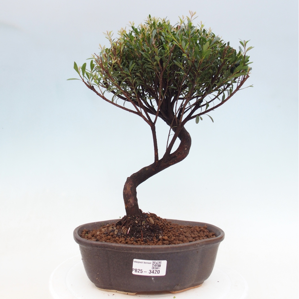 Room bonsai - Syzygium - Pimento