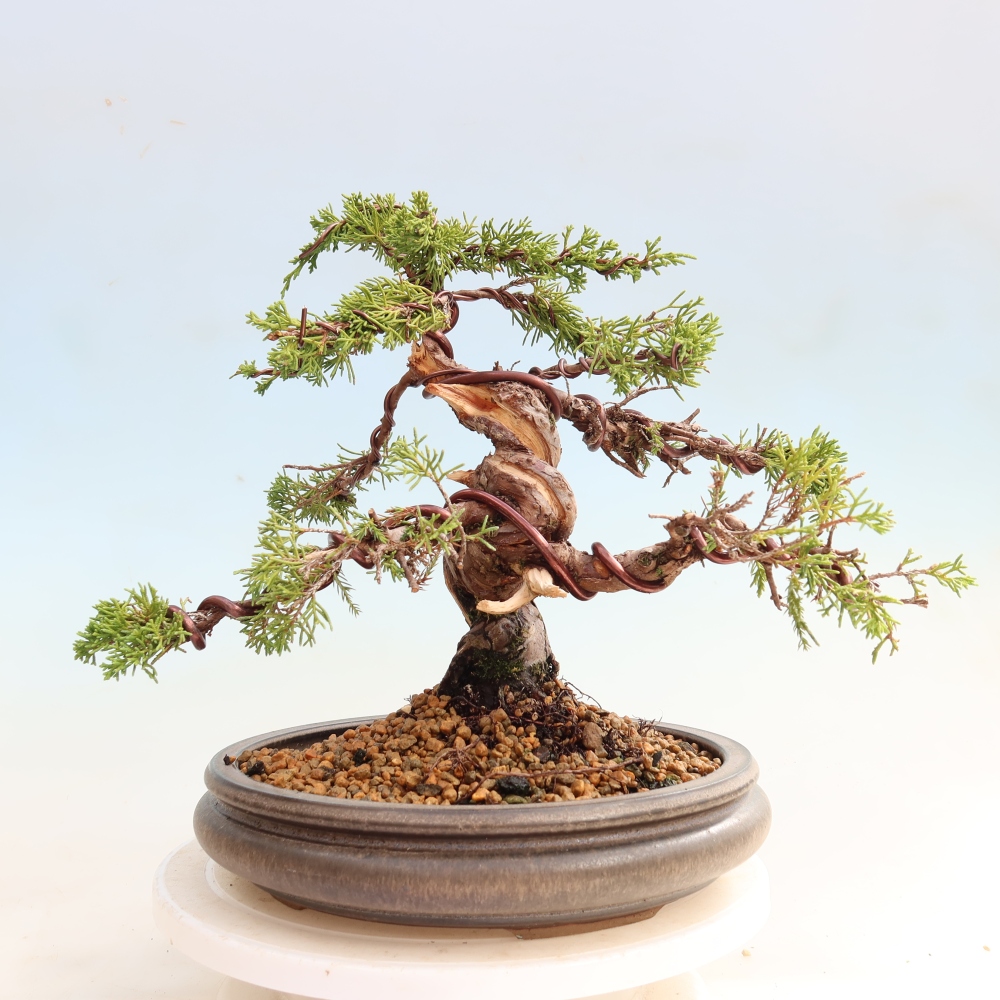 Outdoor Bonsai - Juniperus chinensis Itoigawa - Chinese Juniper