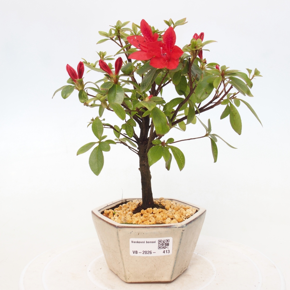 Outdoor bonsai - Japanese azalea - Azalea sp.